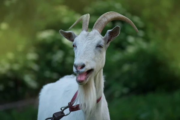 Portret kozła pokazującego język. Koza na pastwisku. Śmieszna biała koza — Zdjęcie stockowe