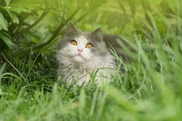 Gato no jardim. Gato jovem na grama — Fotografia de Stock