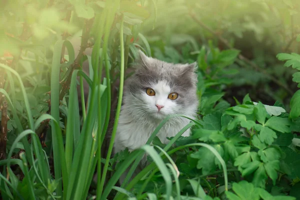 Fuffy gris y blanco gato sentado entre los arbustos — Foto de Stock