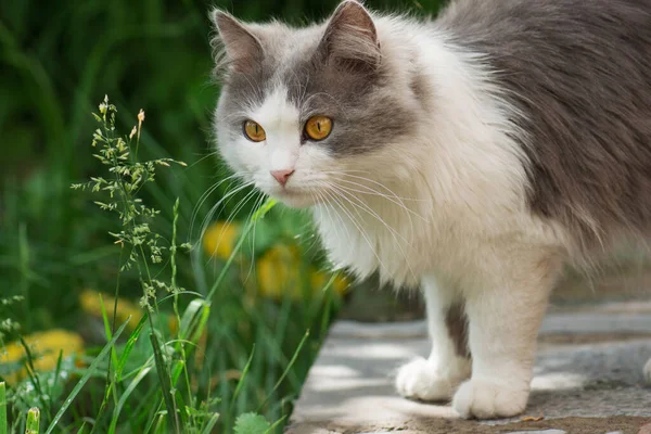 Chat gris sentant la fleur. Chat moelleux gris — Photo