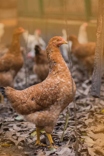 Las gallinas están caminando afuera. Gallina de campo libre en el patio trasero —  Fotos de Stock