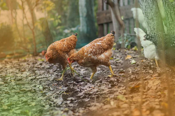 Galo com várias galinhas na paisagem do outono — Fotografia de Stock