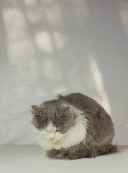 灰色の猫が家の中で寝ている。完璧な夢とリラクゼーション. — ストック写真