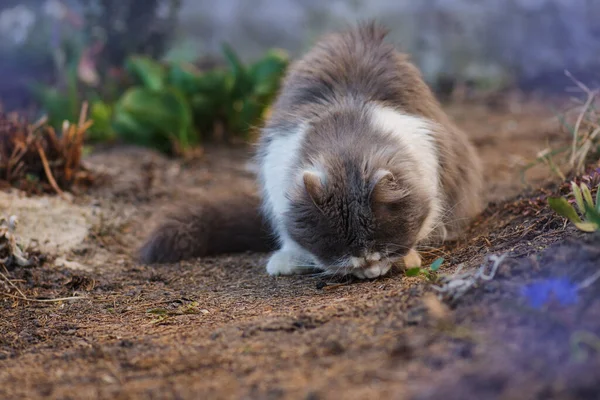 Grå katt äter i trädgården. Katt i trädgården — Stockfoto