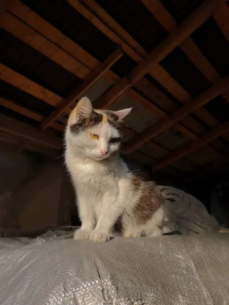 Nice cat on the farm. Portrait of a cat — Stock Photo, Image