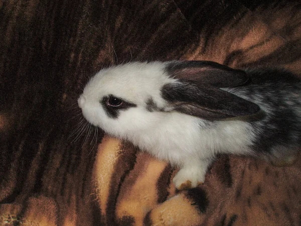 White and black little rabbit on the carpet — Stock Photo, Image