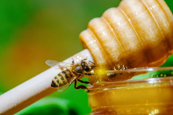 Abeja sentada en tarro de miel de madera — Foto de Stock