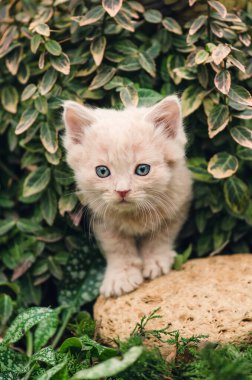 Kedi yavrusu yeşil çimlerin bahçesinde oturur. Kedi yavrusu doğada yatıyor..