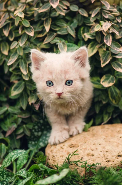 Kätzchen sitzt im Garten des grünen Rasens. Jungtiere legen in der Natur. — Stockfoto