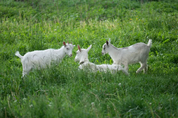 Ziegenherde. Ziegenfamilie. Ziegen weiden auf einer grünen Wiese . — Stockfoto