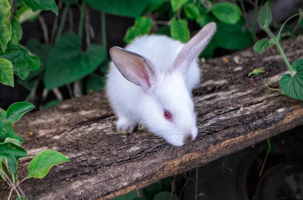 Conejo blanco sentado sobre hierba verde — Foto de Stock