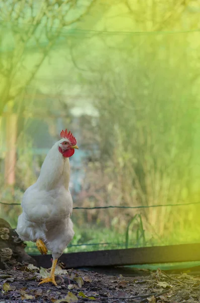 Gama livre de galinhas brancas. Galinha no campo. Galinha em um quintal — Fotografia de Stock