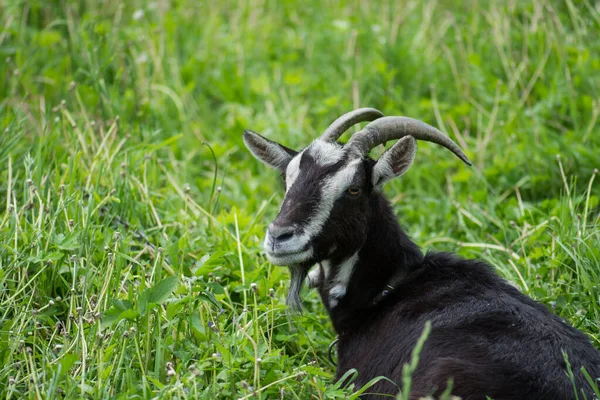 Testa di capra nera divertente. Capra scura sul prato verde — Foto Stock