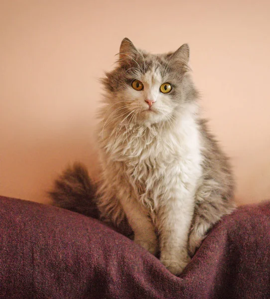 Gato gris esponjoso. Gato adorable en casa . —  Fotos de Stock
