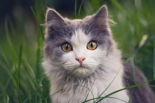 Cinza gato retrato cabeça fechar — Fotografia de Stock