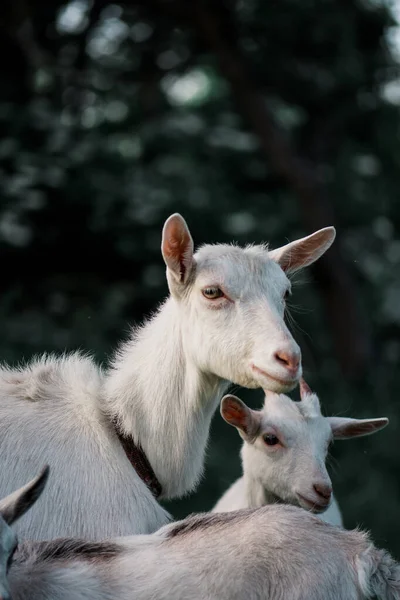 Family goats against green grass background. Pasture of a livestock. — Stock Photo, Image