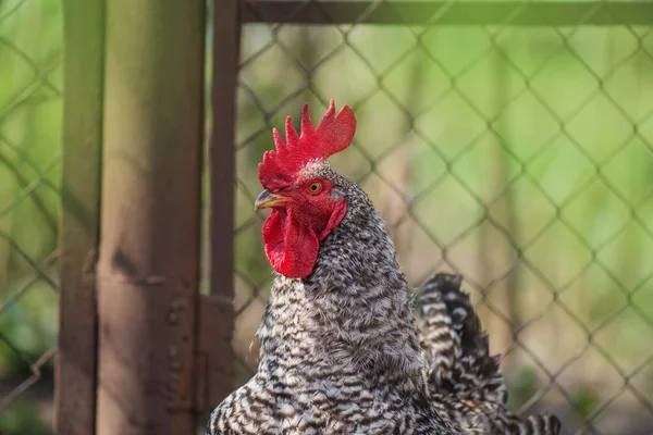 夏天农场里有斑点的鸡 — 图库照片