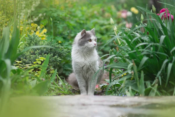 Grå katt som leker i trädgården. Katt i trädgården — Stockfoto