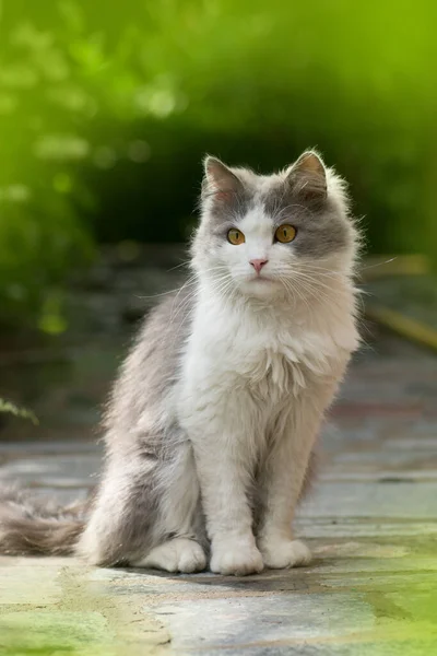 Пушистый серый и белый кот сидит среди кустов — стоковое фото
