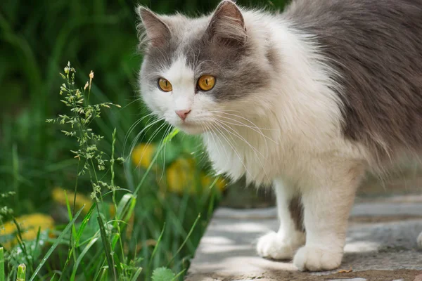 Chat gris sentant la fleur — Photo