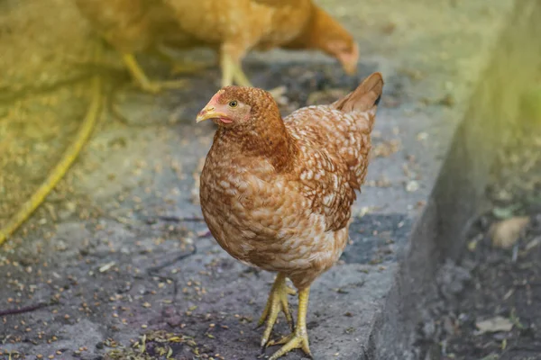 Bio galinhas em um quintal de perto — Fotografia de Stock