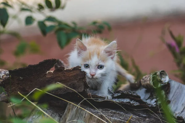 Katt på gräset. Kattunge liggande på ett gräsfält på en trädgård — Stockfoto