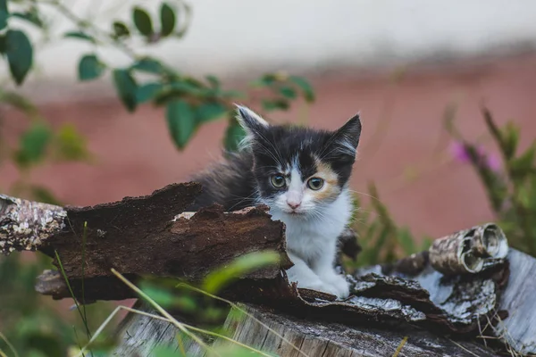 Γατάκι κάθεται στο γρασίδι. Γάτα στον καλοκαιρινό κήπο — Φωτογραφία Αρχείου