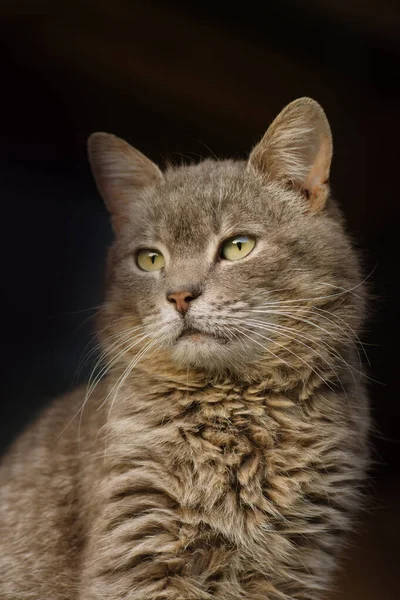 Gri kedi portresi. Güzel bir kedi portresi — Stok fotoğraf