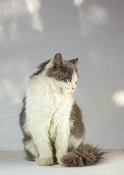 Beyaz arka plandaki kedi. Beyaz ve gri kedi — Stok fotoğraf