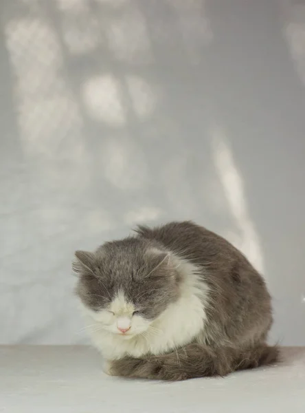 Gatto grigio che dorme in casa — Foto Stock