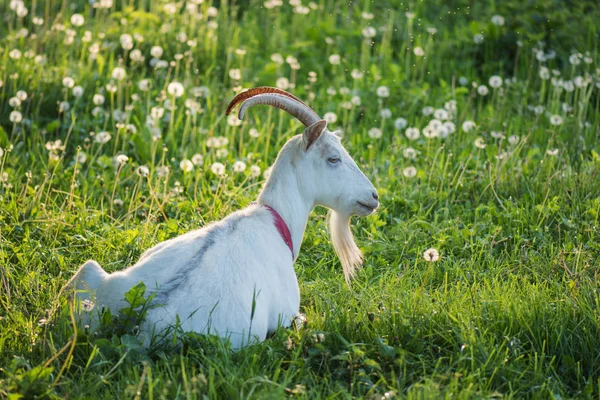 Porträtt av en get på en gård på vår i dag — Stockfoto