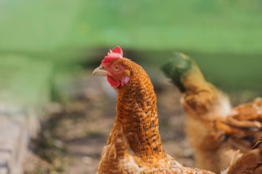 Genç kahverengi tavuk. Genç kahverengi tavuk. Serbest çiftçilik. Kahverengi tavuk kafasının yakın çekimi. Organik endüstri ve eko tarım