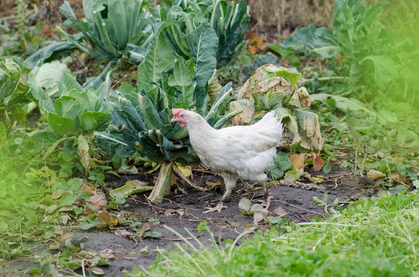 バイオファームの鶏 フリーレンジチキン 鶏と花の牧草地の眺め — ストック写真