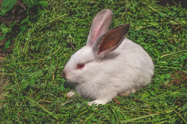 Rabbit Spring Green Grass Background White Rabbit Sitting Green Grass — Stock Photo, Image