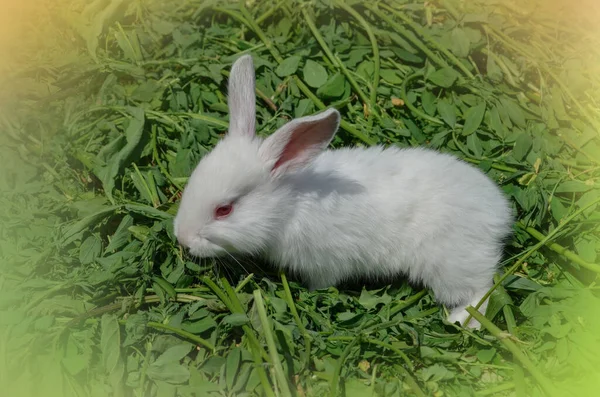 Rabbit in spring green grass background. White rabbit sitting on green grass by spring greenery