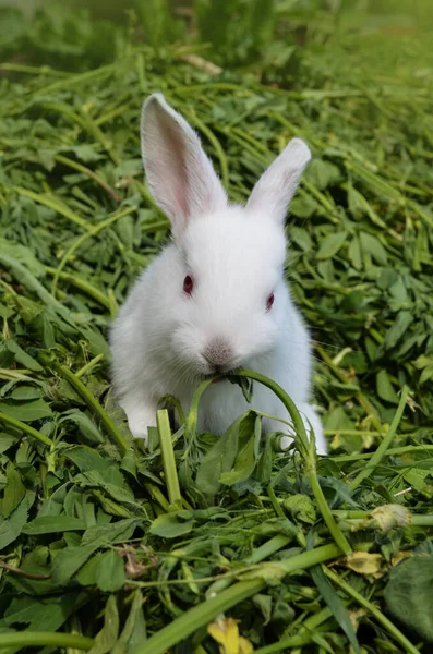 Baby White Rabbit White Cute Rabbit Grass — Stock Photo, Image