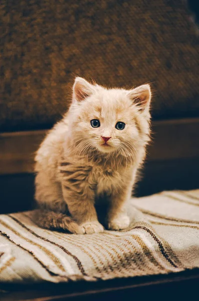 Yumuşak Yatağındaki Tembel Kedi Yavrusu Meraklı Kırmızı Kedi Dinleniyor — Stok fotoğraf