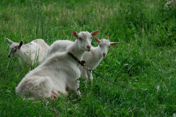 Ziege Und Ziegenbock Ziegenherde Weiße Ziege Mit Kindern — Stockfoto