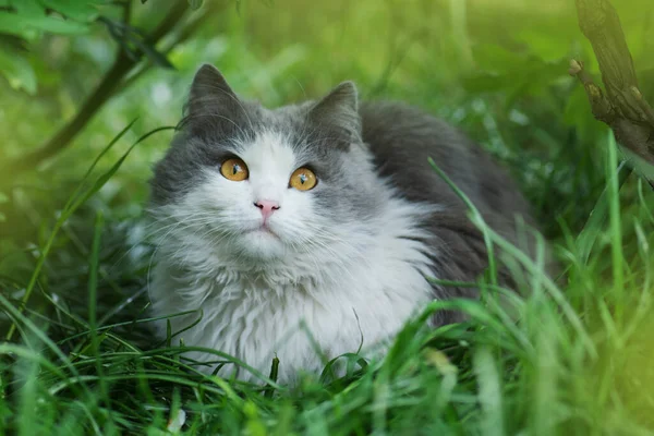 Zvláštní Snící Kočka Zahradě Krásná Kočka Sedící Květinovém Poli Domácí — Stock fotografie