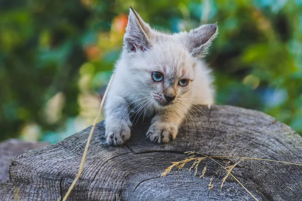 Lilla Blå Färgade Ögon Thai Kattunge Trädgården — Stockfoto