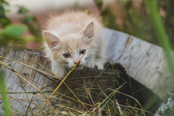 Cute Little White Kitten Garden — Stock Photo, Image