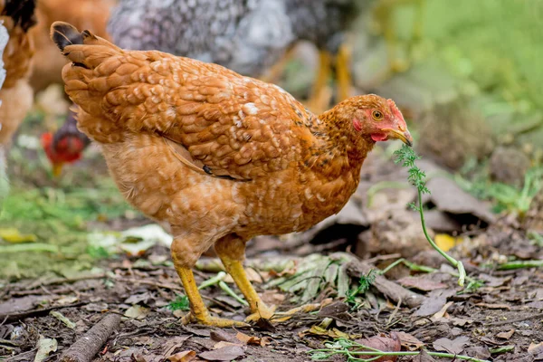 Galinhas Posando Grama Fresca Tempo Alimentação Das Galinhas Frangos Castanhos — Fotografia de Stock