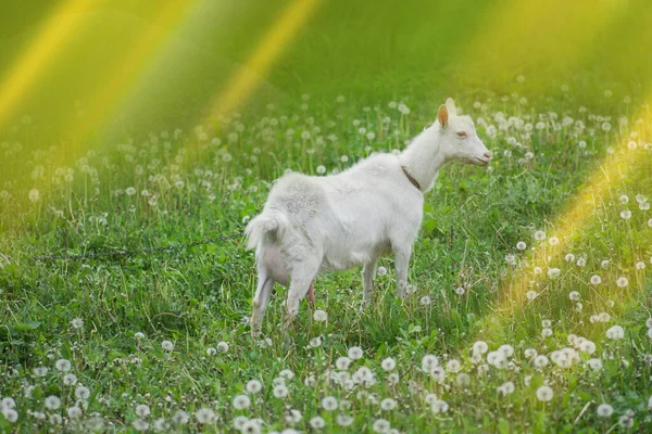 Прекрасная Коза Ферме Деревне Веселая Коза Стоящая Пастбище Козел Поле — стоковое фото