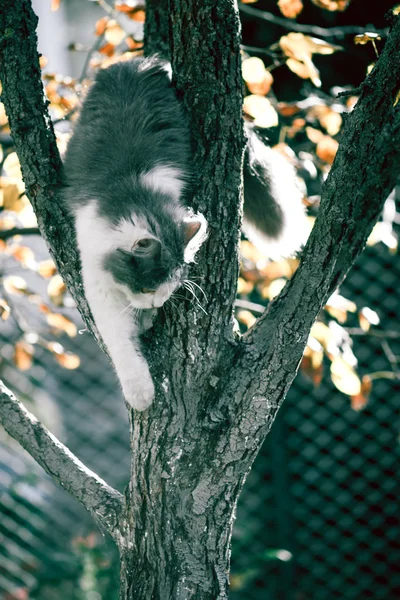 Katt Naturen Sommarlöv Bakgrund Katt Sittande Ett Träd Grön Trädgård — Stockfoto