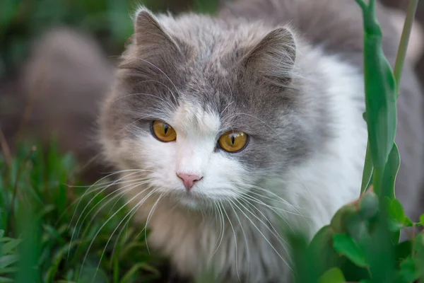 Doğadaki Kedi Yazın Çimde Dinlenen Kedi Kedi Bahçeye Yaklaşsın Genç — Stok fotoğraf