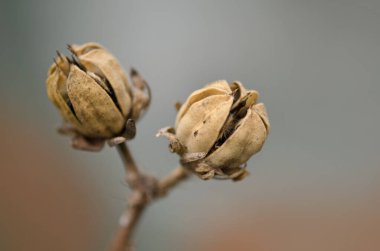 Kışın Hibiscus tohumları. Kahverengi ve kuru amber tohumları. Çekirdekli Hibiscus meyvesi 