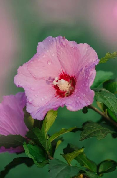 Kleurrijke Roze Hibiscus Bloei Tuin Zonnige Zomerdag Roze Roos Kaasjeskruid — Stockfoto