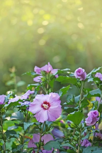 Kleurrijke Roze Hibiscus Bloei Rose Hibiscus Met Wazig Zacht Licht — Stockfoto