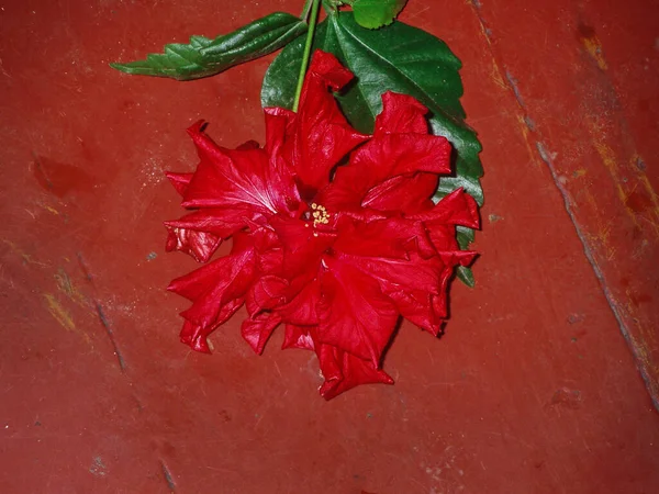 Ibisco Rosso Fondo Cemento Ibisco Rosso Hawaiano Cina Rosa Ibisco — Foto Stock