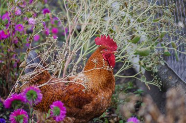  Geleneksel çiftlik evinde kızıl başlı horoz. Kahverengi horoz yakın plan..